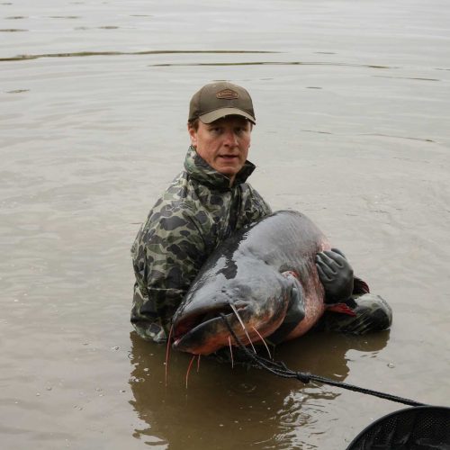 catfish-4659601_1920_optimized