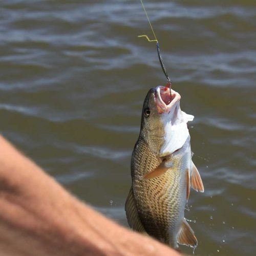 fishing-1015758_1280_optimized